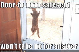 funny-pictures-salesman-cat-will-no-resized-600[1].jpg