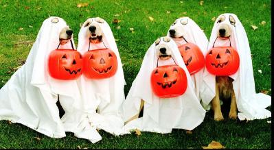 resized_99261-otus-1029_43-22084[1]